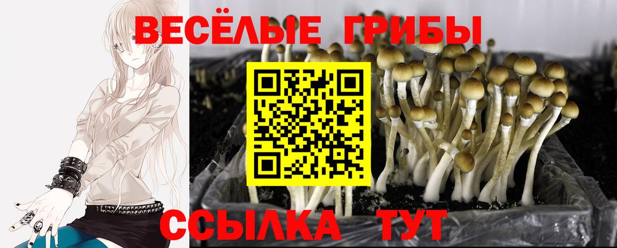 Псилоцибиновые грибы GOLDEN TEACHER Полевской
